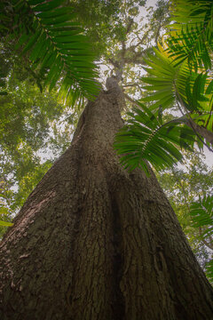 &Aacute;rbol gigante en la Selva Lacandona