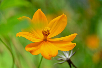 flor silvestre amarilla