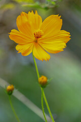 Flor silvestre