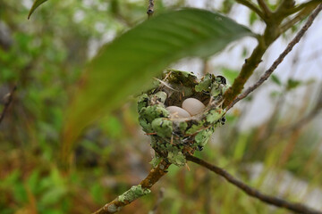 Nido de colibrí © karina