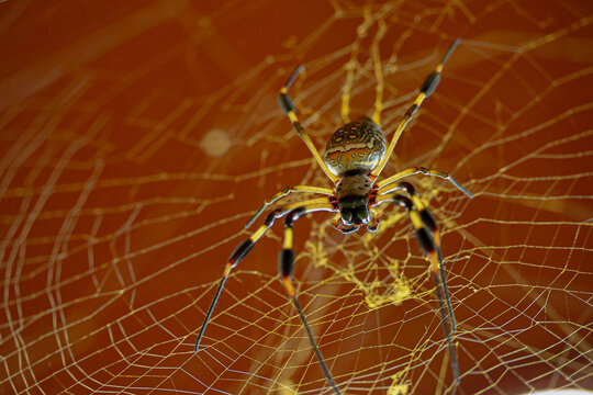 nephila en tela de seda