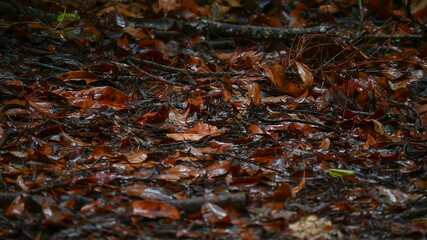 Alfombra de hojas mojadas por la lluvia 