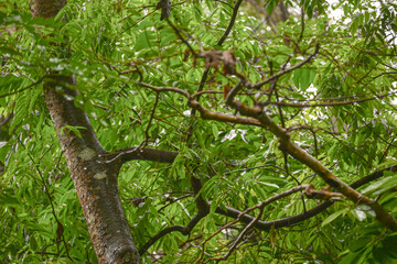 Ramas de Selva tropical