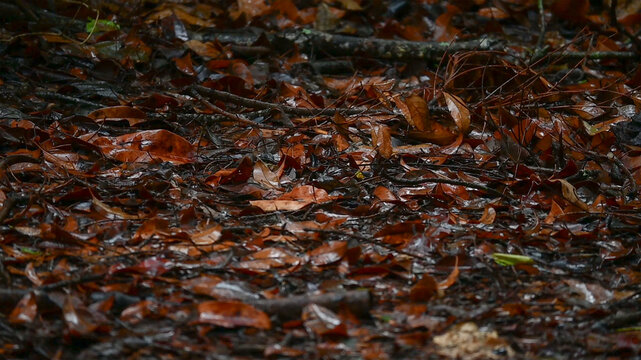 Alfombra de hojas mojadas por la lluvia 