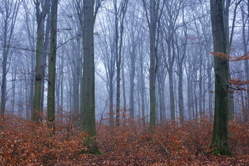 Obraz premium Misty Forest