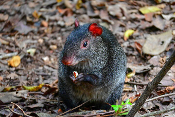 Guaqueque, Dasyprocta mexicana