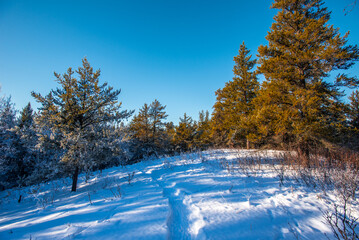 Winter morning in the forest