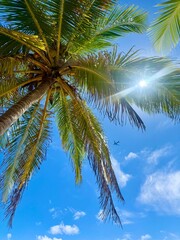 coconut tree