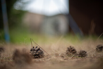 秋の始まり 松ぼっくり
