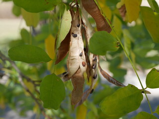 Seeds of Frisia Golden Locust tree in early autumn, Colorado