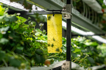 Sticky yellow traps for whiteflies, insects, pests in greenhouse storage. Non toxic and safe way to control plant. Strawberry seedlings with flowers and leaves grow on special shelves in nutrient soil