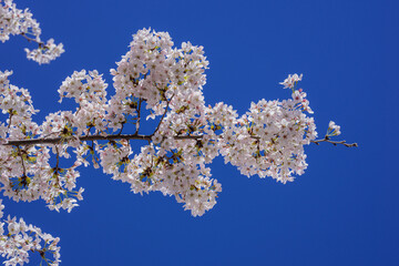 Spring day. Spring nature. Branches of blossoming cherry with soft focus on light blue sky background in sunlight. Beautiful floral image of spring nature. White flowers the fruit tree.