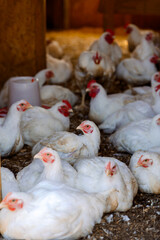 Chickens in henhouse hatch eggs. Rural organic nature farm. Selective focus. Vertical photo
