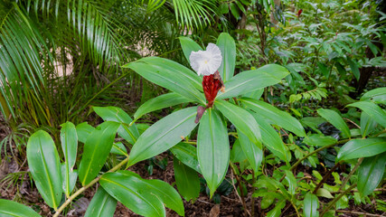 White flower of Cheilocostus Speciosus ( crêpe ginger)　　　