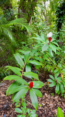 White flower of Cheilocostus Speciosus ( crêpe ginger)　　　