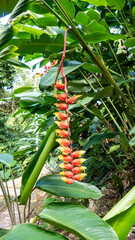 Flowers of Heliconia Rostrata ( False Bird of Paradise, Hanging Lobsters Claw). 