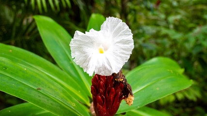 White flower of Cheilocostus Speciosus ( crêpe ginger)　　　