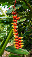 Flowers of Heliconia Rostrata ( False Bird of Paradise, Hanging Lobsters Claw). 