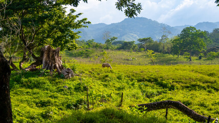Landscape of a farm with white horse in Palenque, Mexico. 