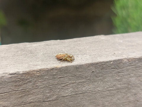 Macro of small brown spider camouflaged on rustic wooden plank