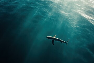 Fototapeta premium Oceanic whitetip shark in serene ocean environment graceful and powerful