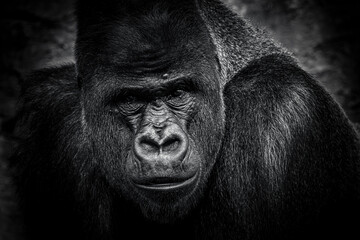 photographs of gorillas in their natural habitat in the middle of nature