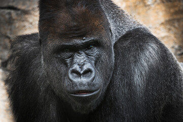 Obraz premium photographs of gorillas in their natural habitat in the middle of nature