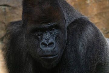 Obraz premium photographs of gorillas in their natural habitat in the middle of nature