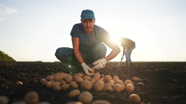 Agriculture. A farmer processes potatoes by hand. Vegetable growing concept. Farmer working with his hands on potatoes. Farmer working with his lifestyle hands on potatoes.