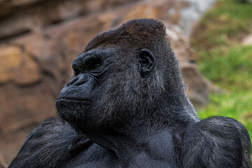 photographs of gorillas in their natural habitat in the middle of nature