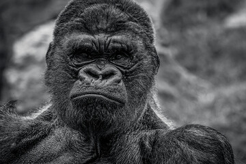 photographs of gorillas in their natural habitat in the middle of nature © fransuarez