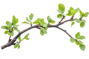 Isolated Oak Tree Limb with Vibrant Green Foliage Against a Clean White Canvas