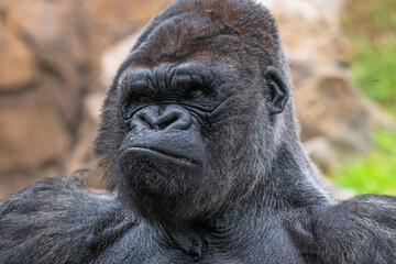Obraz premium photographs of gorillas in their natural habitat in the middle of nature