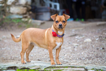 Obraz premium Cute curious puppy standing on a rock on a summer day. Close-up, selective focus. Young reddish-brown jaguar dog wearing a bright collar with a flower looks quiet, thoughtful and relaxed. Pets
