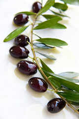 Olive branch in oil isolated on white background with shadows. Bright young fruits and green leaves in soft sunlight. Fresh olive tree branch from Greek garden, healthy food.