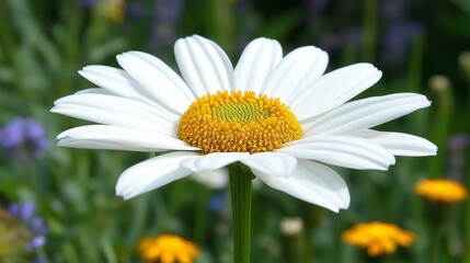 Fototapeta premium A Single White Daisy Flower Blooms Brightly