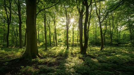 Obraz premium Tranquil woodland sanctuary, where dappled sunlight filters through dense, emerald canopies, creating a serene haven amidst verdant undergrowth.