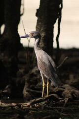 heron on the beach panama nature biodiversity