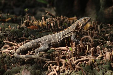 Fototapeta premium lizard on a tree low light high quality definition nature biodiversity panama