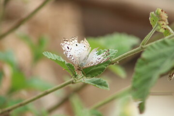 butterfly on a flower leaf