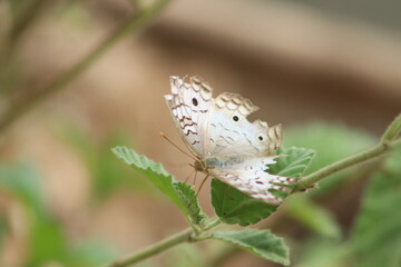 butterfly on leaf