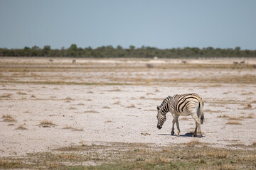 zebra in the savannah
