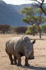 white rhino in the wild