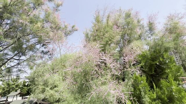 Tamarix chinensis blooms pink and bee. Tamarisk dense pink inflorescence close-up. Five-stamen tamarisk and Chinese tamarisk or saltcedar. Pastel colors pink flowered Tamarisk tree in the park.
