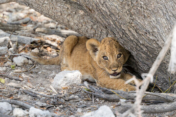 lion cub in the wild