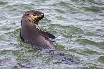 seal on the beach