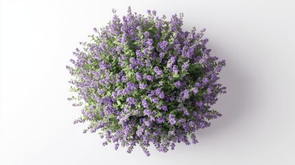 Obraz premium Overhead view of lavender blooms and foliage isolated on white background
