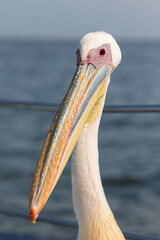portrait of a pelican