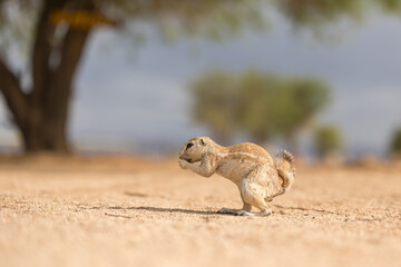 squirrel on the ground
