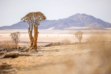 tree in the desert